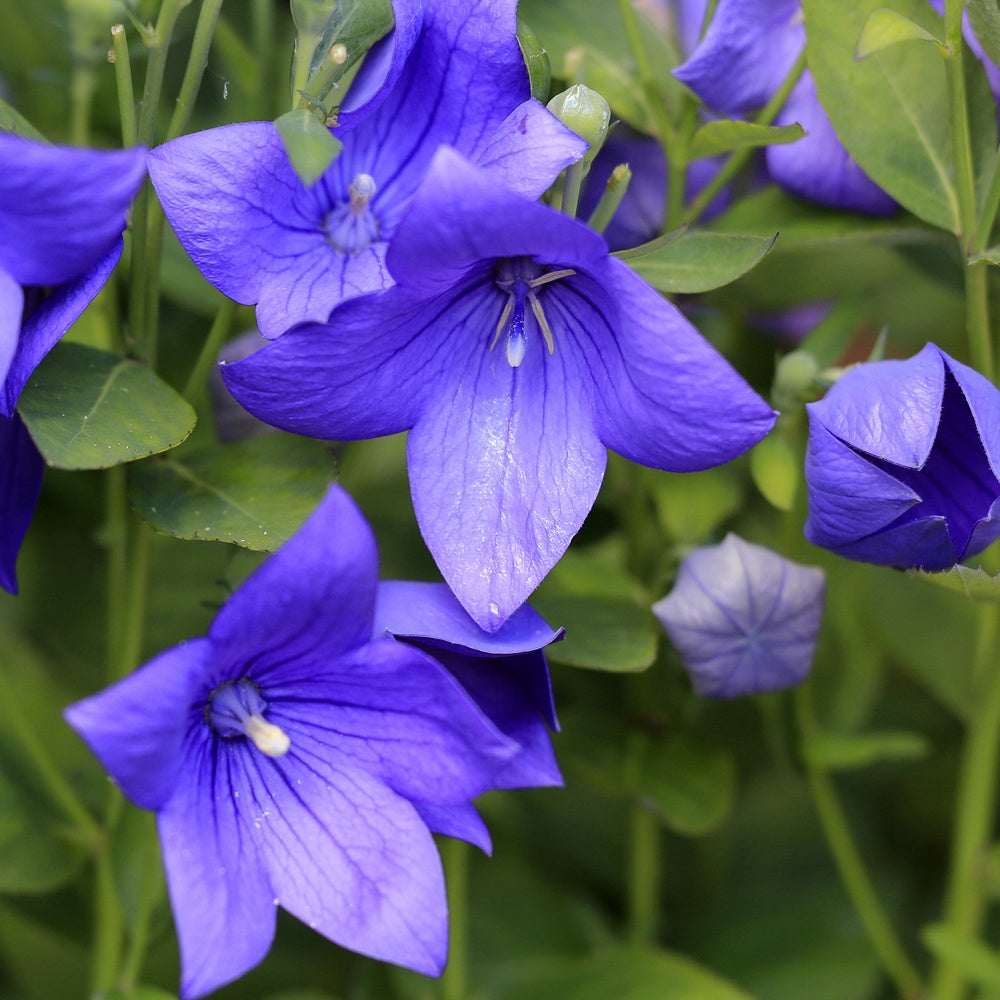 Platycodon à grandes fleurs - Bakker