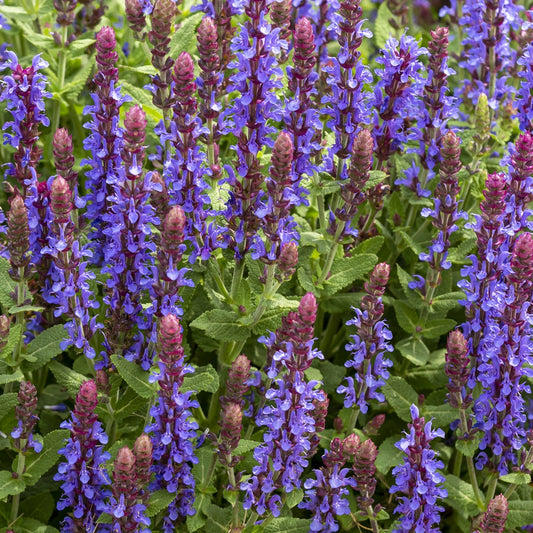 Sauge des bois Sensation Deep Blue - Bakker