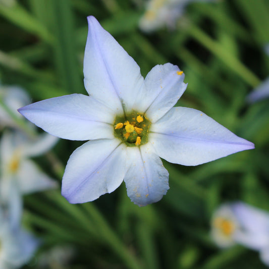 Bakker - 15 Etoiles de printemps Wisley Blue - Ipheion uniflorum 'wisley blue' - Bulbes à fleurs