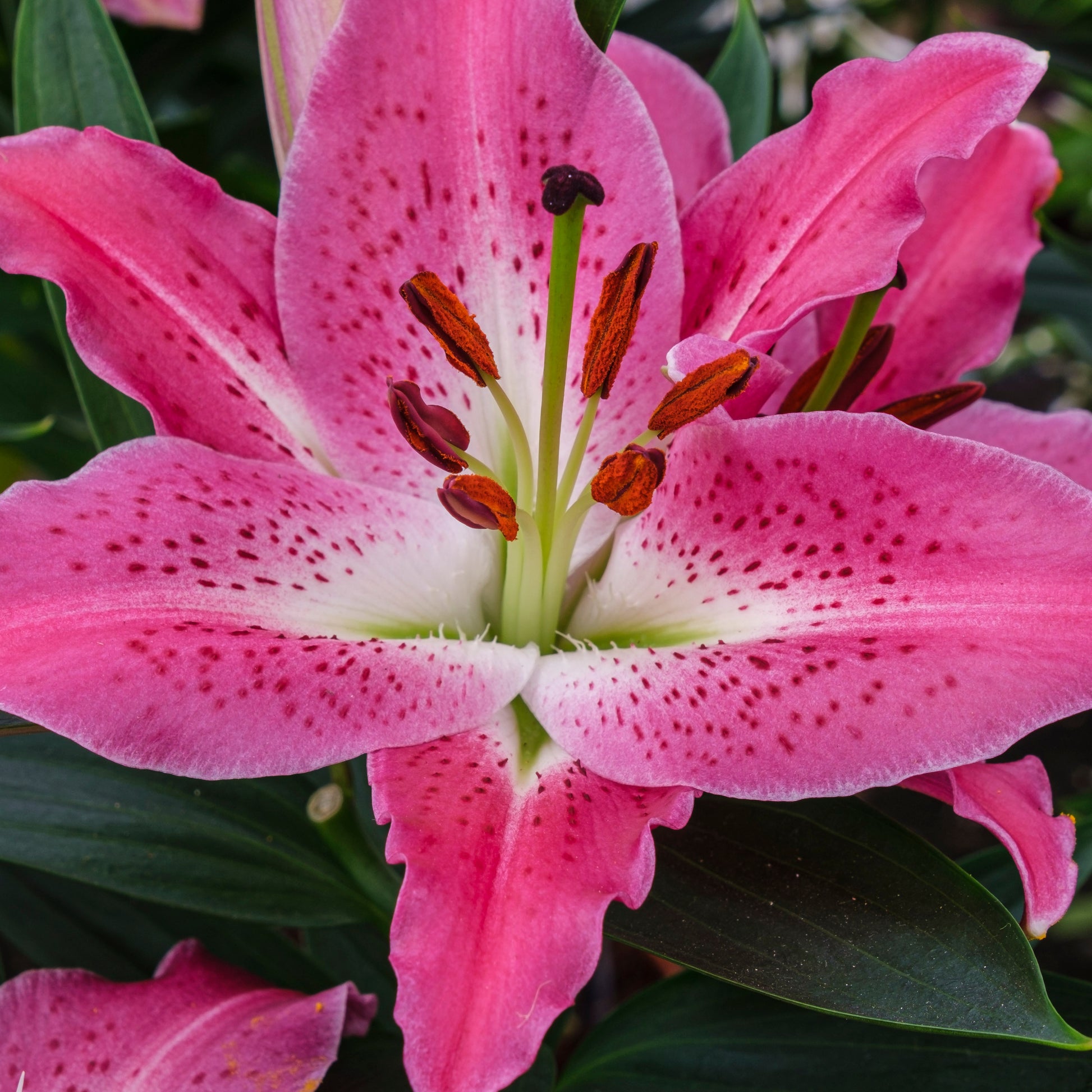 Lilium Star Gazer - 2 Lys Oriental Star Gazer - Bulbes de Lys