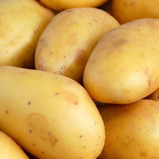Bakker - 25 Pommes de terre Goldmarie - Solanum tuberosum goldmarie - Potager