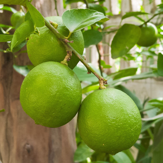 Bakker - Limettier - Citrus aurantifolia - Fruitiers