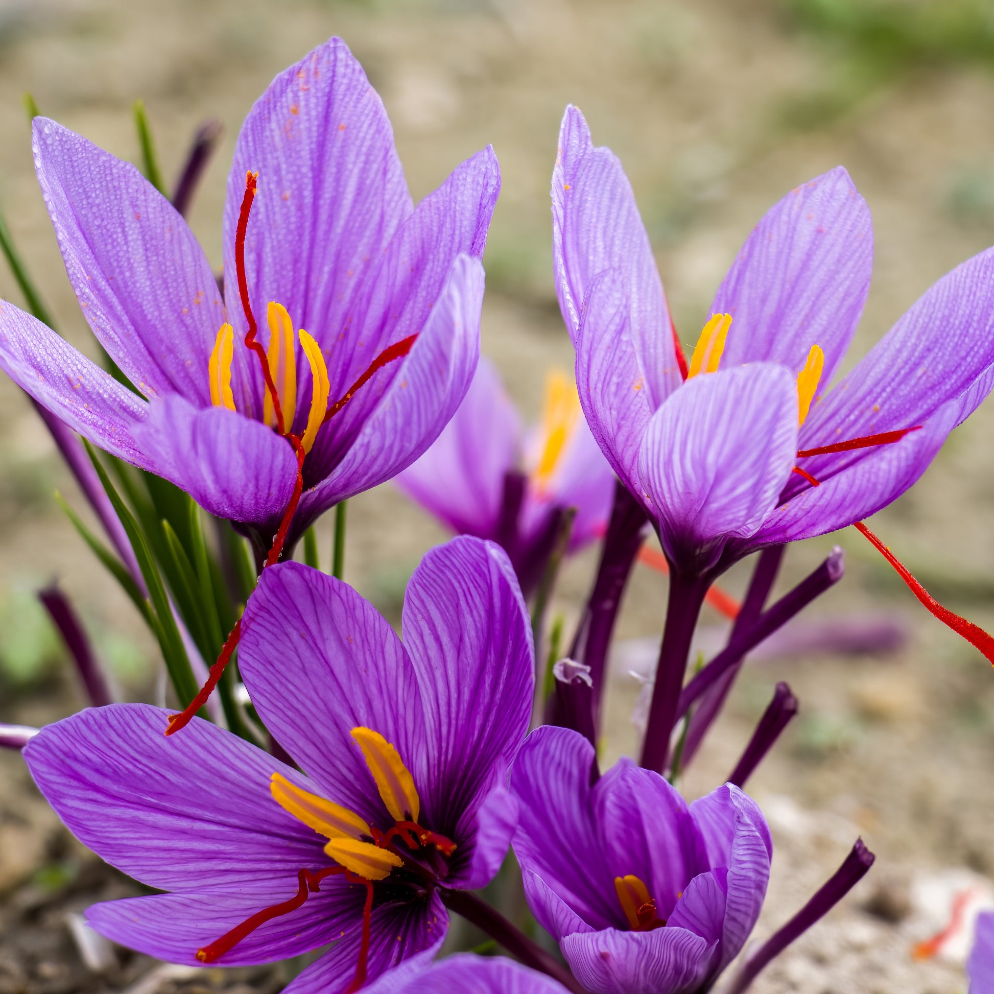 10 Crocus safran - Crocus sativus - Bakker
