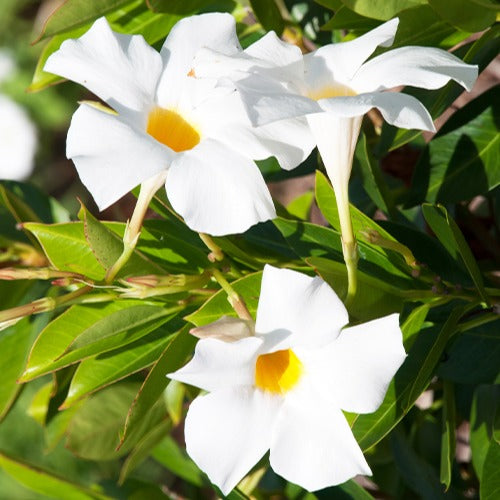 Jasmin du Chili - Mandevilla - Jasmin du Brésil blanc - Dipladenia