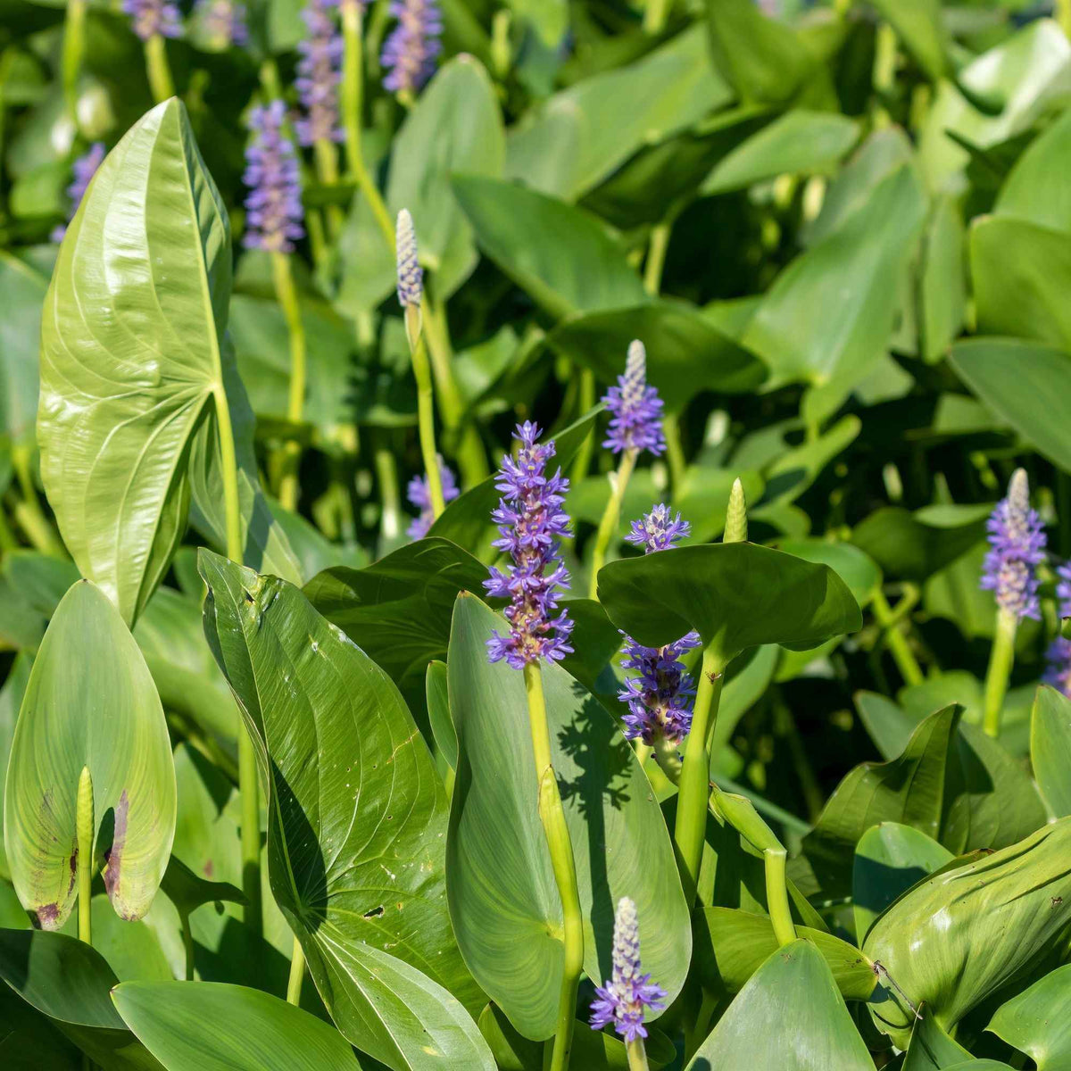 Vente Pontédérie à feuilles en coeur - Pontederia cordata