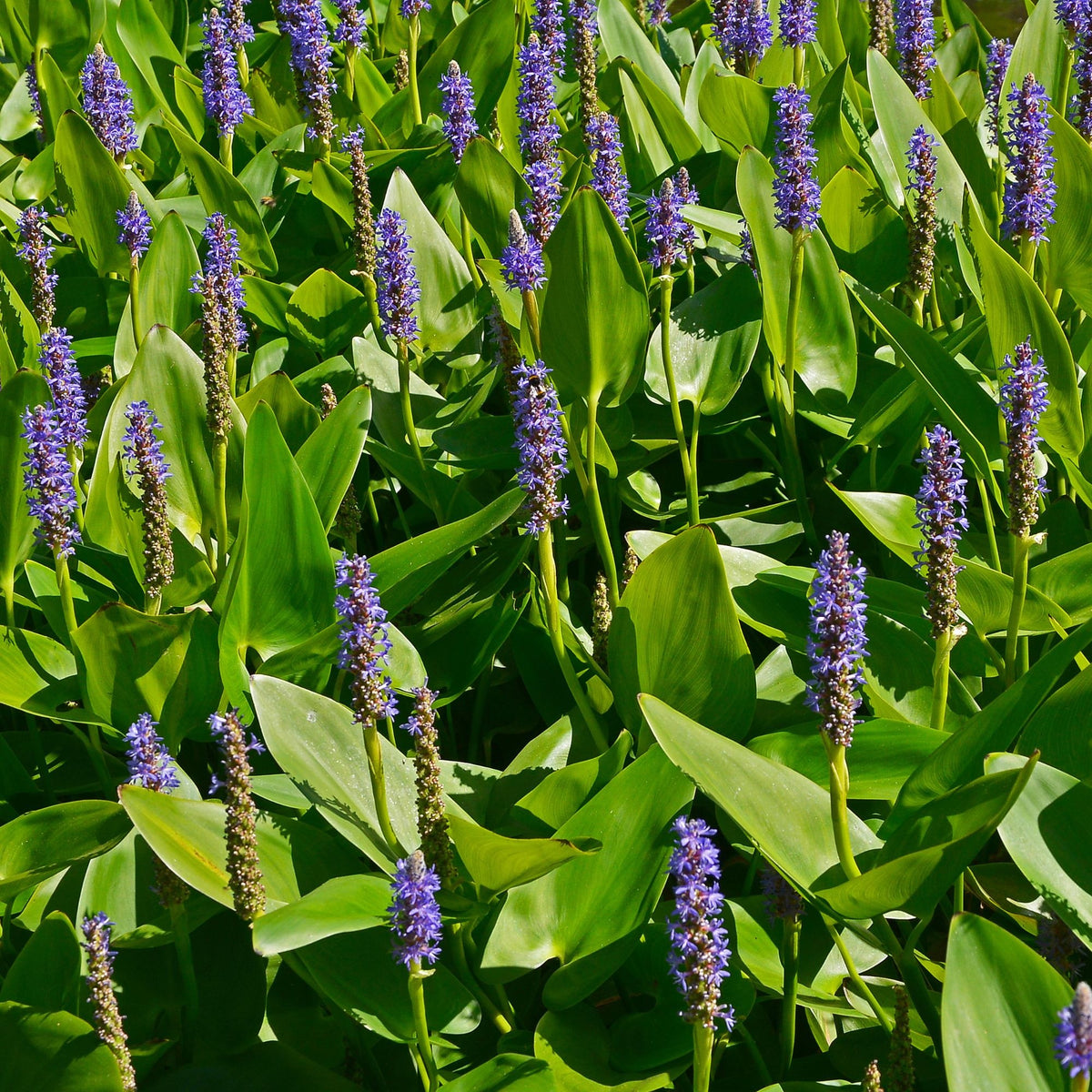 Pontederia cordata - Pontédérie à feuilles en coeur - Toutes les plantes de bassin