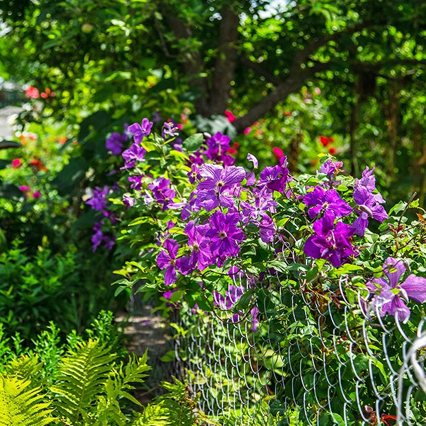 Clematis Président - Clématite 'The President' - Clématite