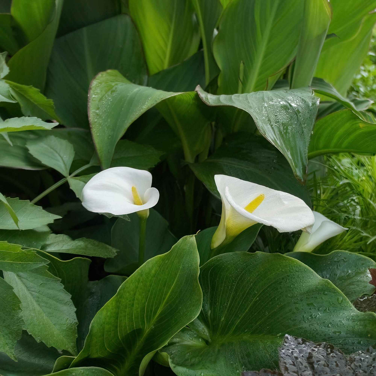 Zantedeschia aethiopica - 2 Arums blanc d'Ethiopie - Bulbes d'Arum