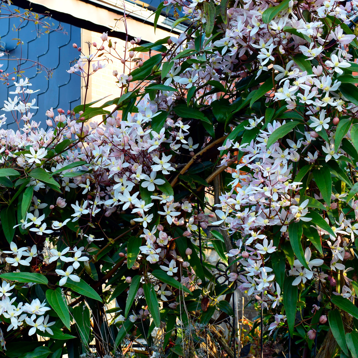 Clematis armandii Apple Blossom - Clématite du Père Armand Apple Blossom - Clématite