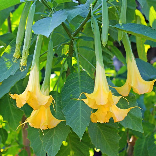 Brugmansia - Trompette des anges - Trompette des anges 'Tricolor' - Brugmansia