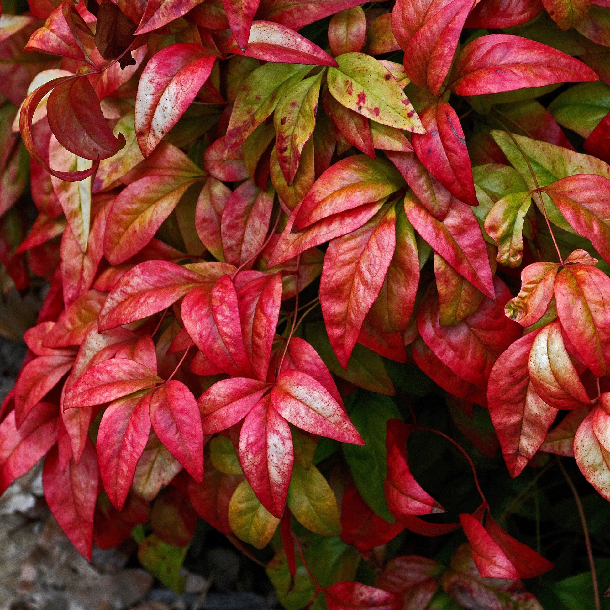 Arbustes fleuris - Bambou sacré 'Blush Pink' - Nandina domestica Aka Blush Pink