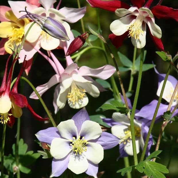 5 Ancolies Mac Kana en mélange - Aquilegia hybride mac kana - Bakker