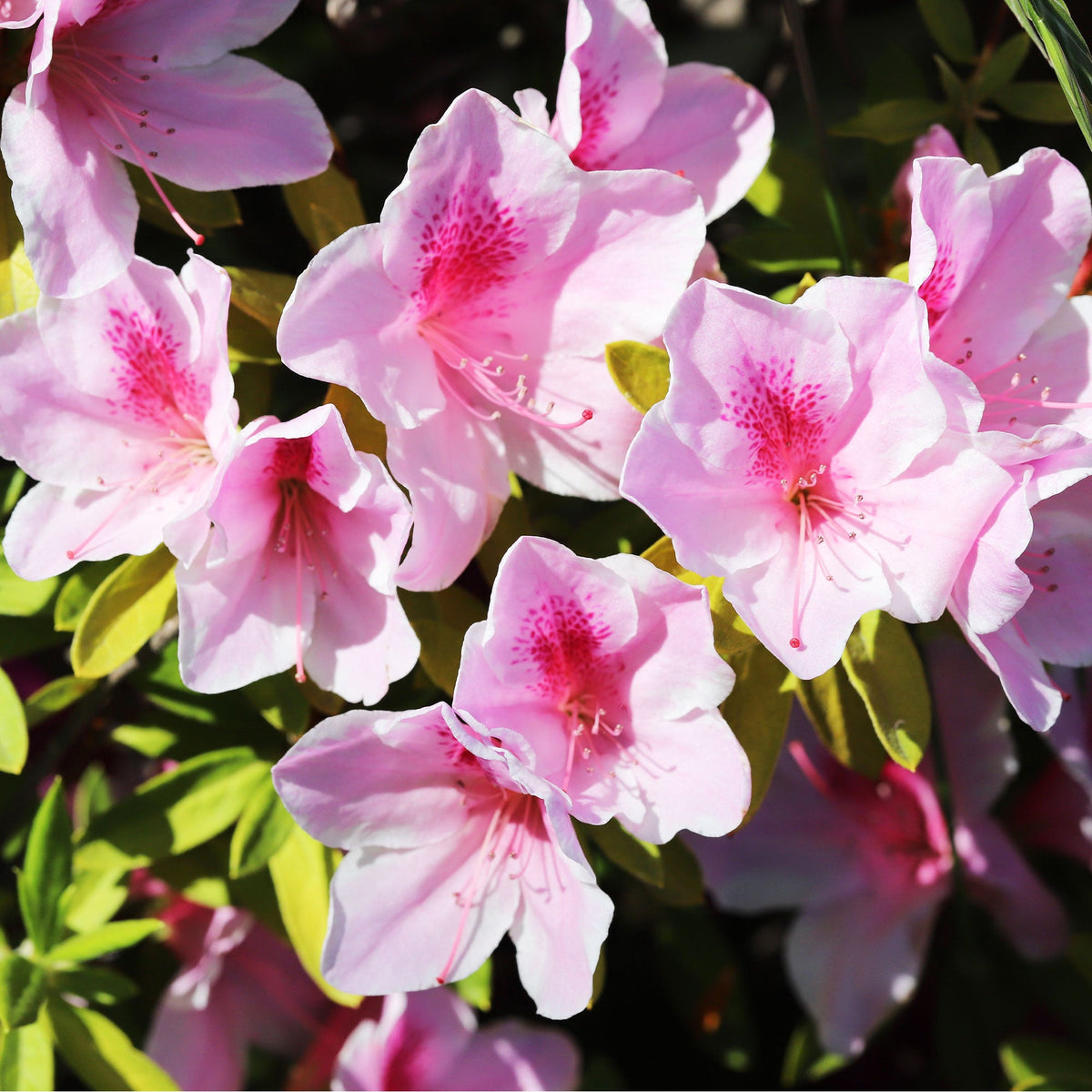 Rhododendron yak 'Doc' - Bakker