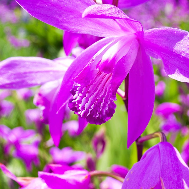 2 Orchidées Jacinthe - Bletilla striata - Bakker