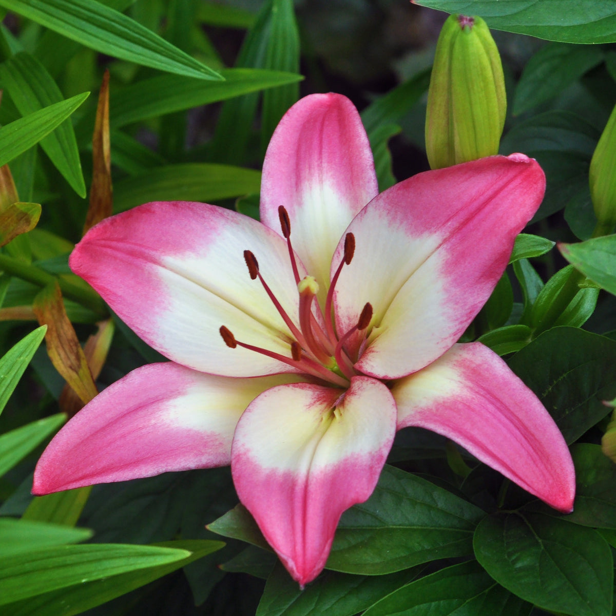 Bulbes de Lys - Lys asiatique 'Levi' - Lilium 'levi'