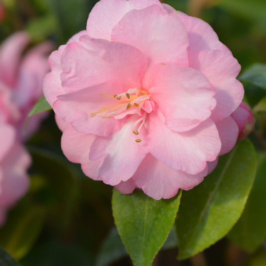 Rose du Japon Camellia 'Spring Festival' rose - Bakker