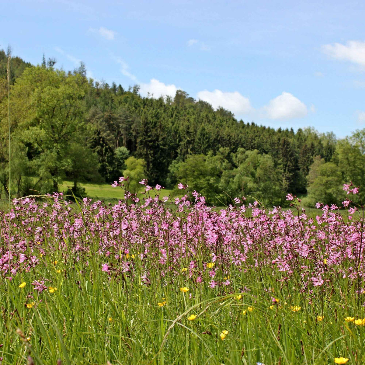 Lychnis flos-cuculi - 3 Lychnis flos-cuculi - Œillets des près - Toutes les plantes de bassin
