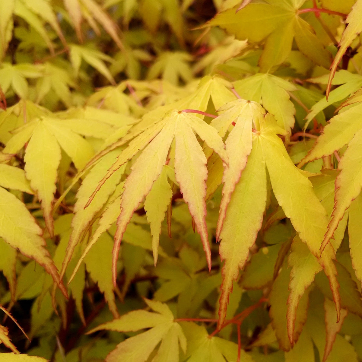 Vente Erable japonais 'Katsura' - Acer palmatum Katsura