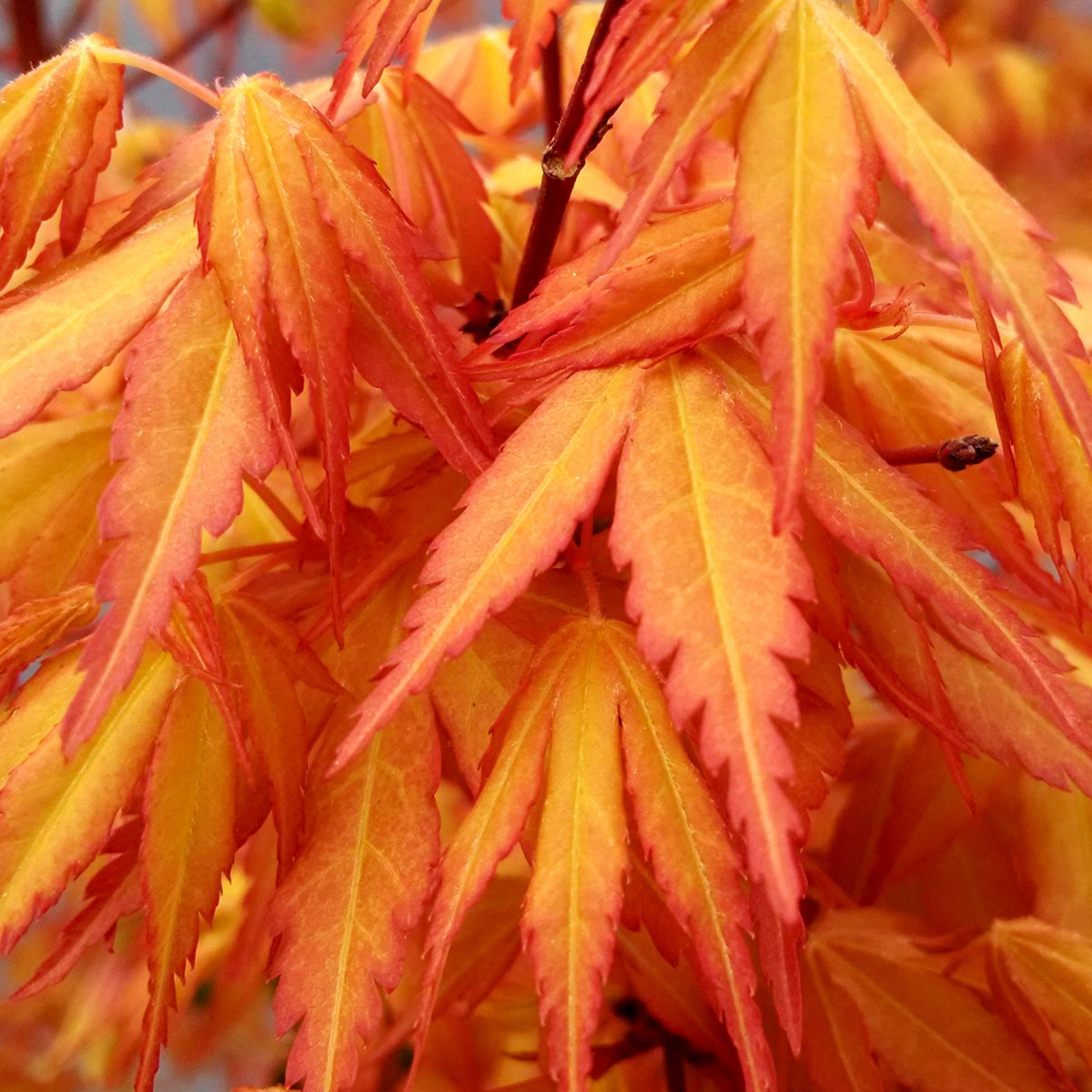 Erable japonais 'Katsura' - Acer palmatum Katsura - Bakker