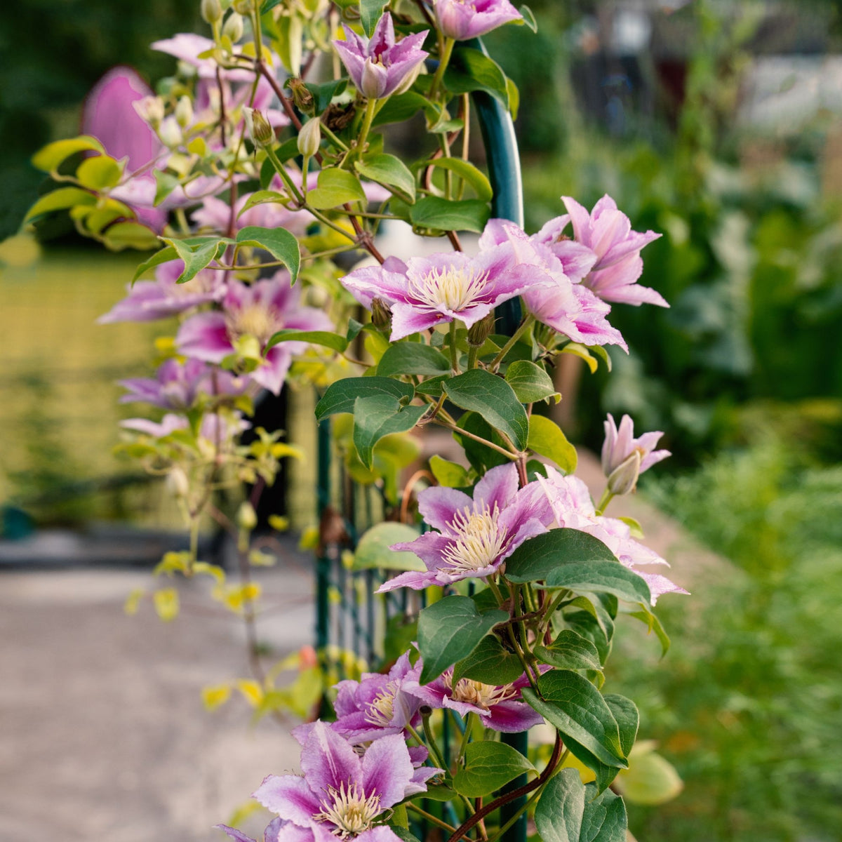 Vente Clématite 'Piilu' - Clematis patens Piilu