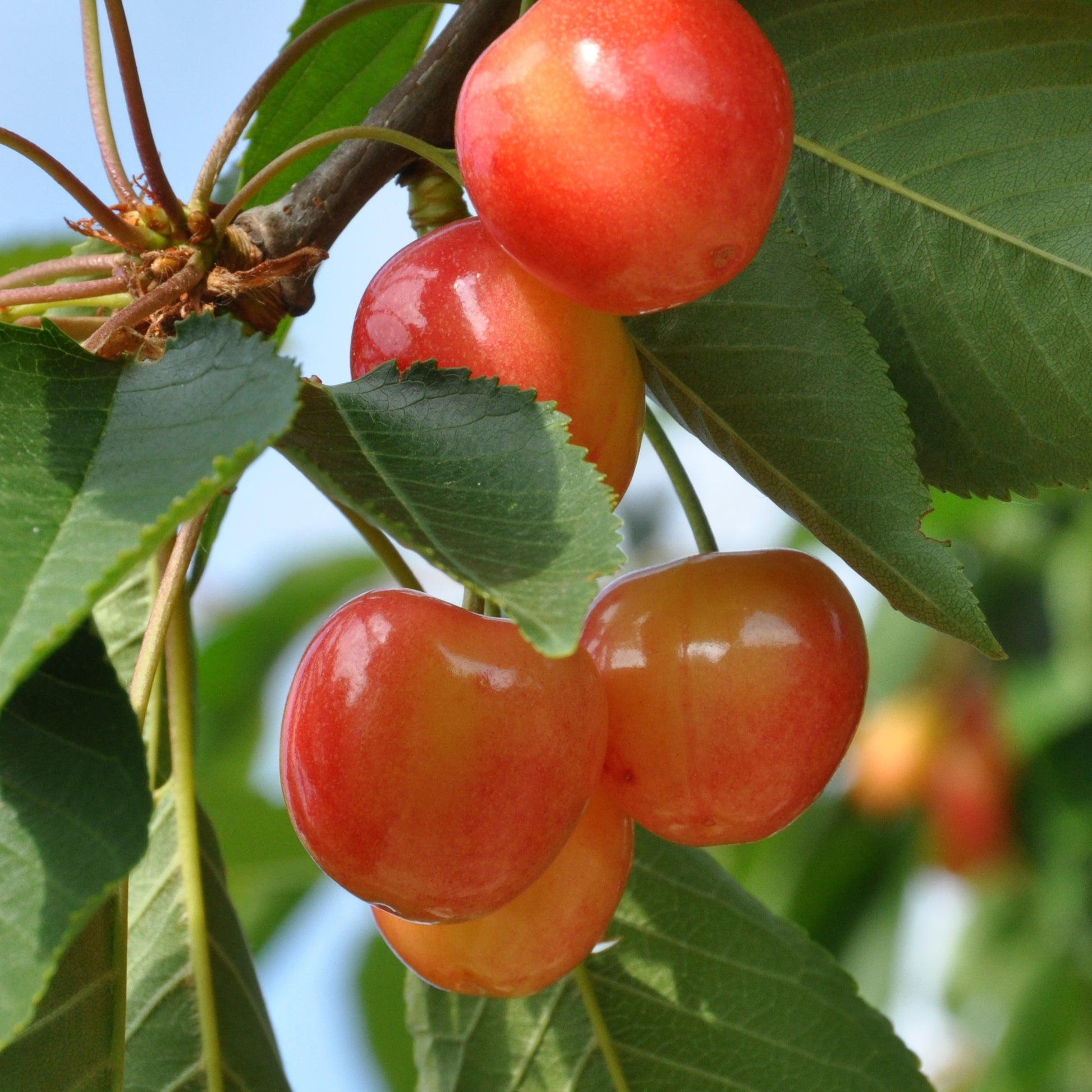 Cerisier 'Bigarreau Napoléon' - Prunus avium bigarreau Napoléon - Bakker