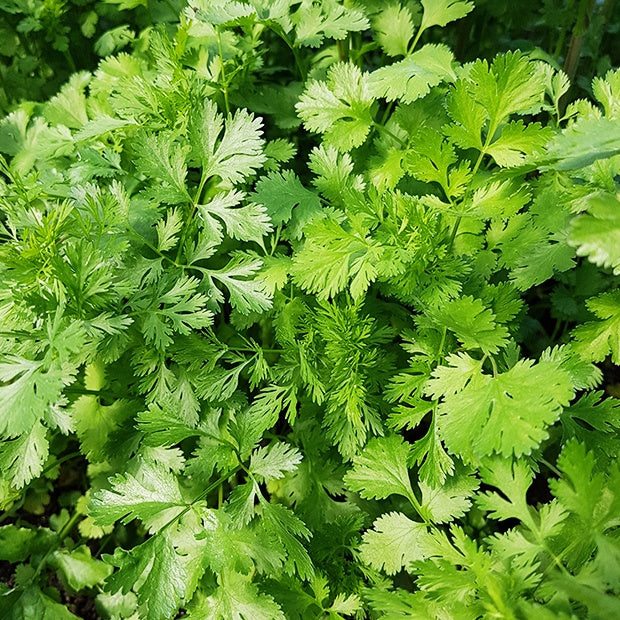 Coriandre Marino bio - Coriandrum sativum marino - Bakker