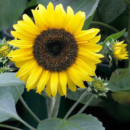 Helianthus annuus Sunspot - Tournesol nain 'Sunspot' - Graines de fleurs annuelles