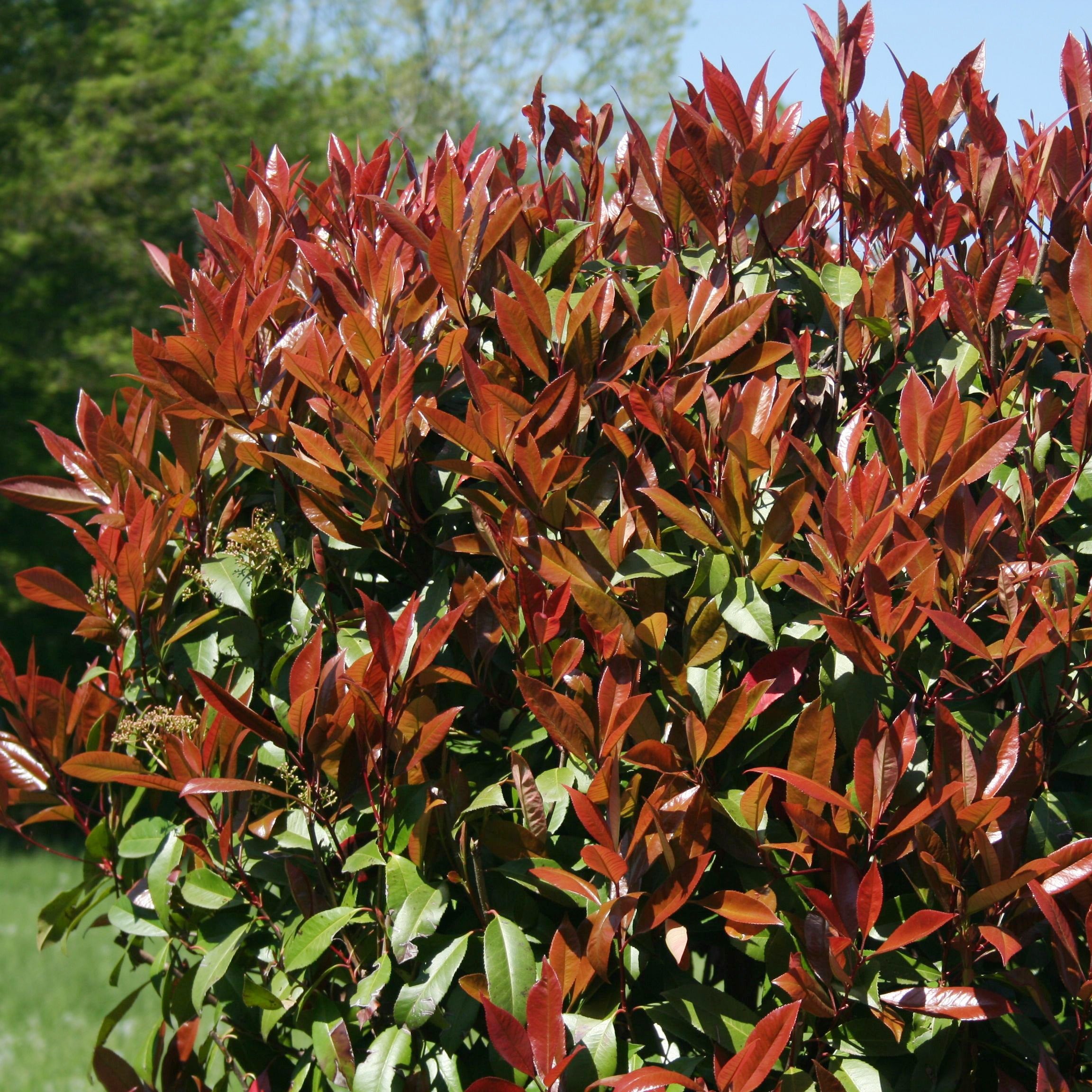 Photinia 'Red Robin'