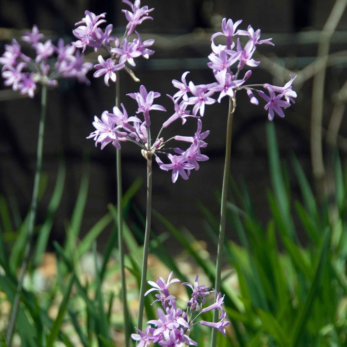 3 Tulbaghia violacea - Tulbaghia violacea - Bakker