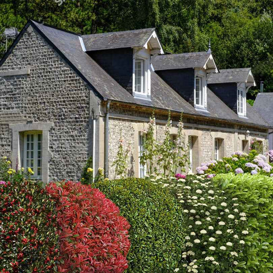 Collection Haie persistante - 5 arbustes - Bakker