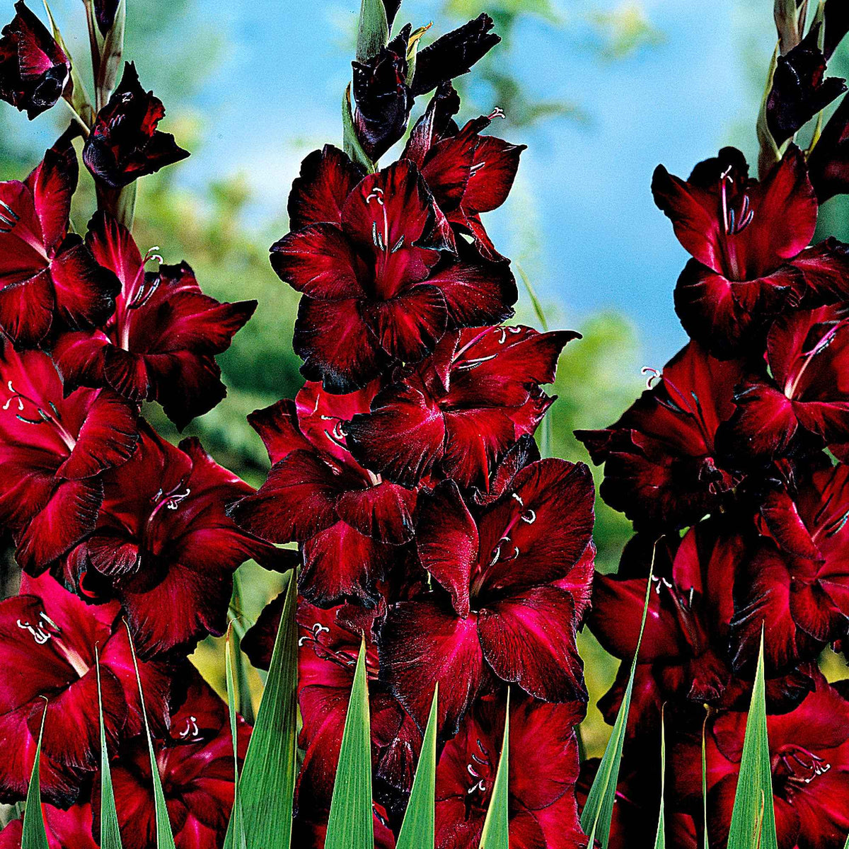 25 Glaïeuls à grandes fleurs Black Jack - Bakker