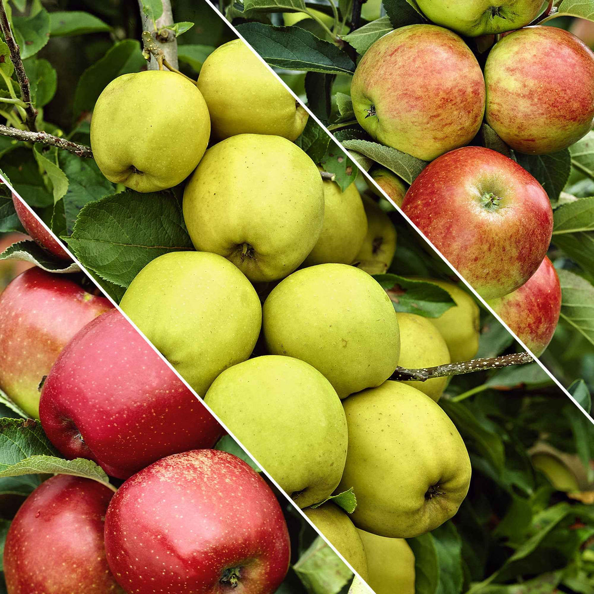 Malus domestica Jonagored, Golden Delicious, Elstar - Pommier sur tige 3 variétés en 1 - Pommiers