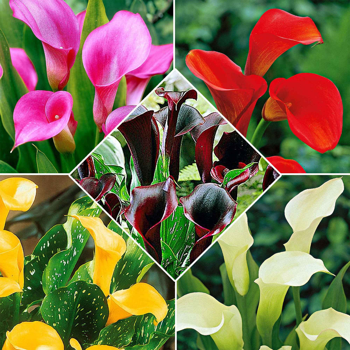 5 Arums en mélange - Bakker