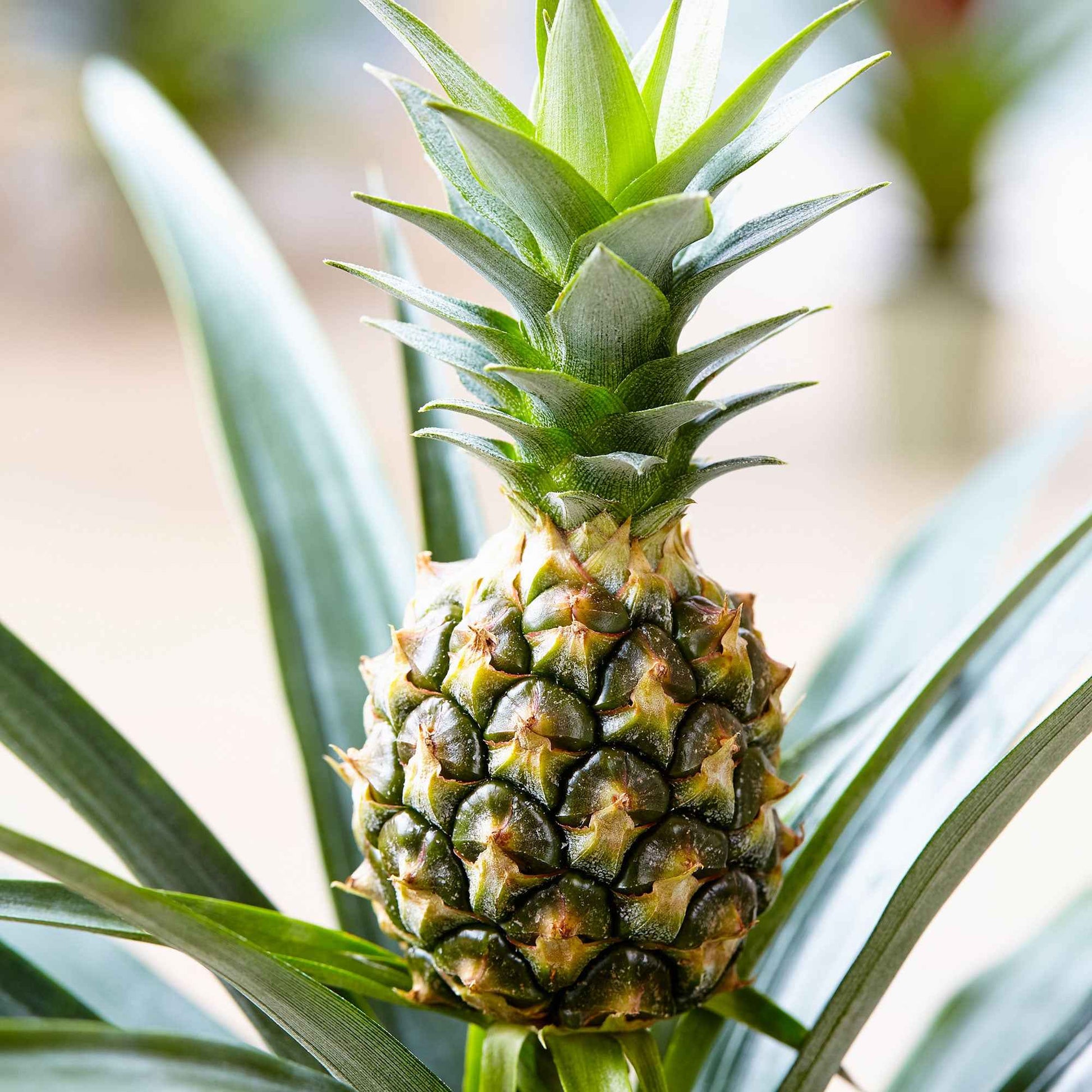 Ananas comosus 'Corona' - Ananas comosus - Petites plantes d'intérieur