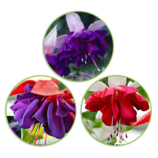 3x Doubles fleurs Fuchsia 'Seventh Heaven' + 'Voodoo' + 'Royal Mosaic' rouge-violet-blanc - Caractéristiques des plantes