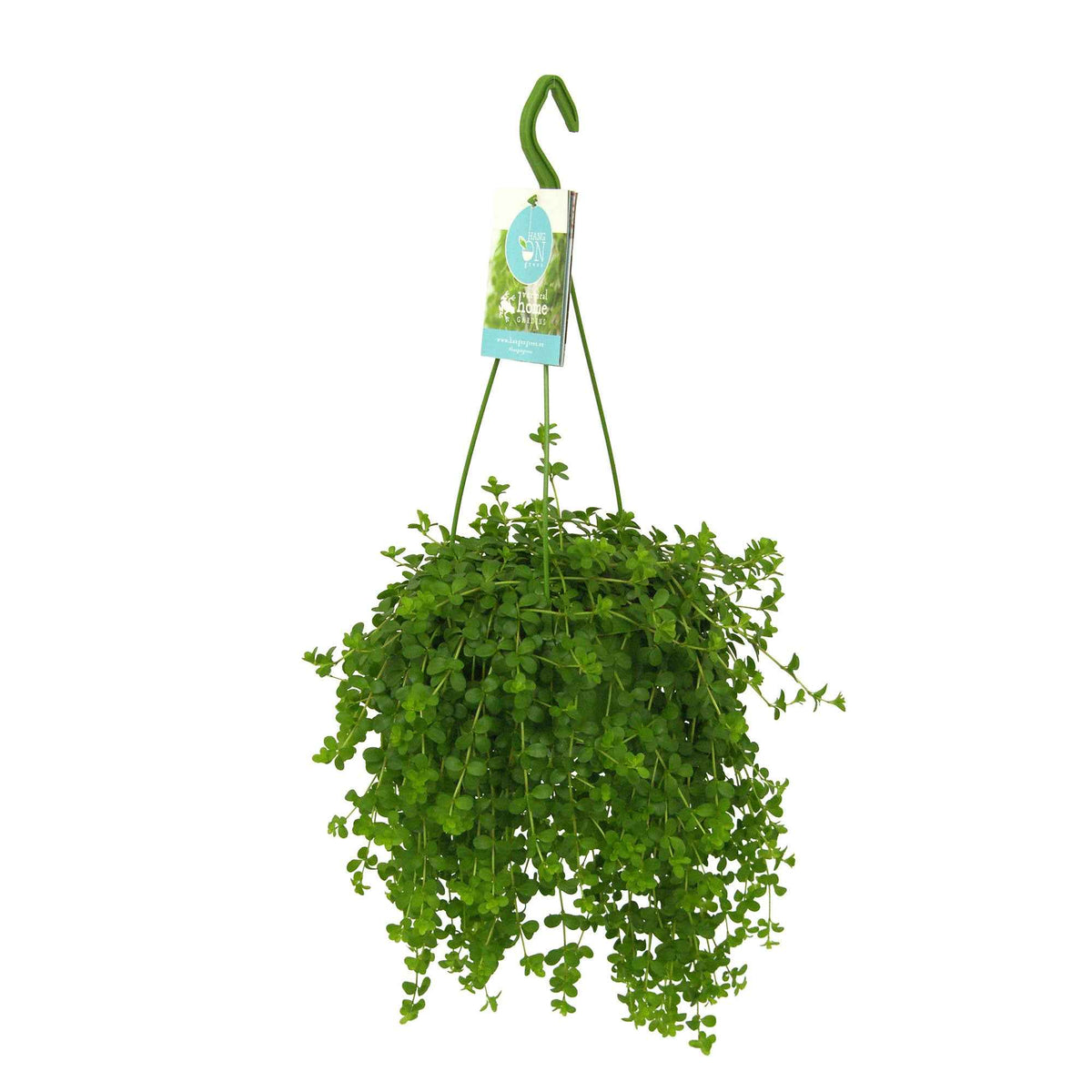 Peperomia isabelle - Peperomia 'Isabelle' - Plante suspendue - Plantes grasses d'intérieur