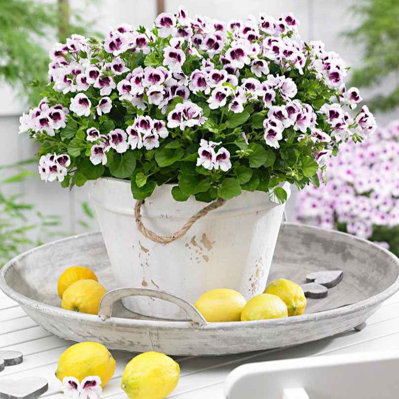 Pelargonium mosquitaway 'eva', 'lizzy' - Mélange de 6 plantes : Pelargonium odorant Mosquitaway Lizzy et Eva - Plantes de terrasses et balcons