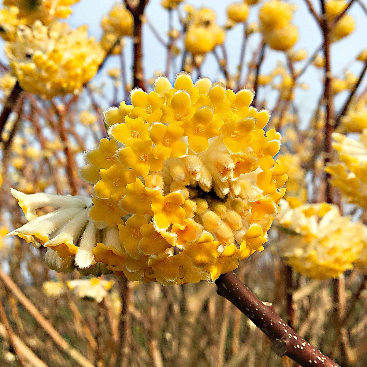 Edgeworthia 'Grandiflora' - Bakker