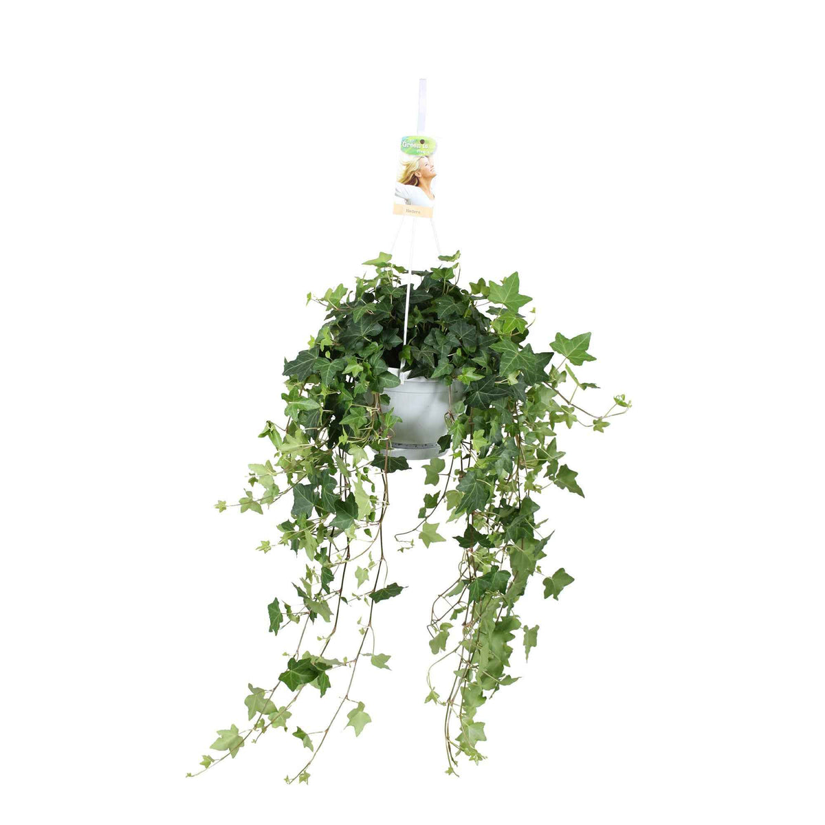 Hedera helix Pittsburgh - Lierre grimpant Hedera 'Pittsburgh' - Plante suspendue - Lierre