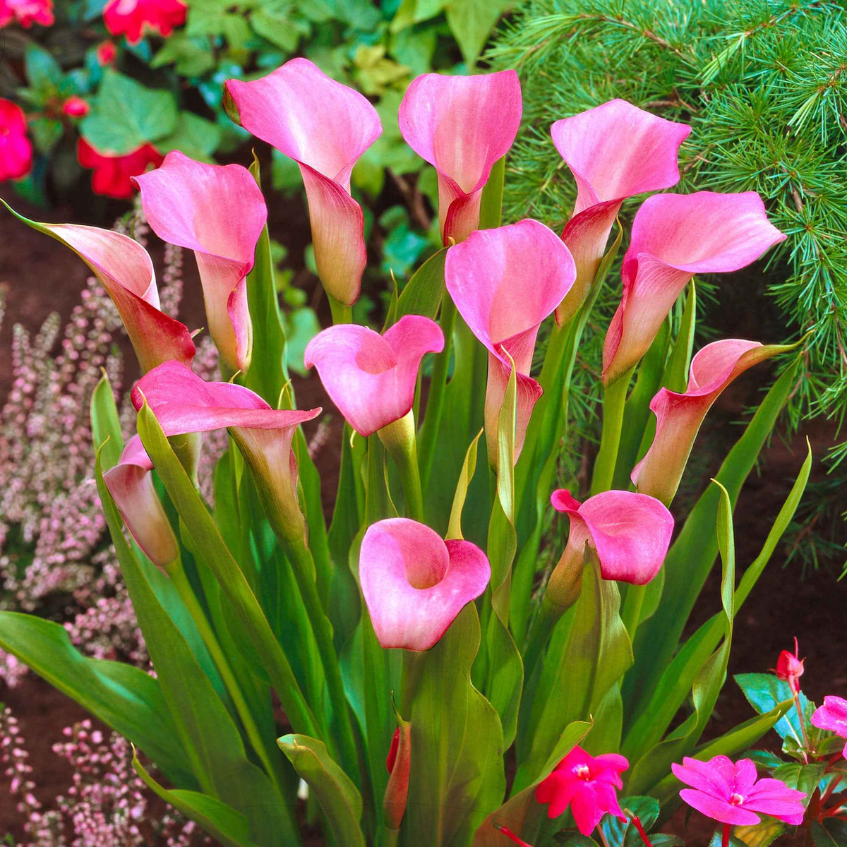 2 Arums rose - Zantedeschia rehmannii - Bakker