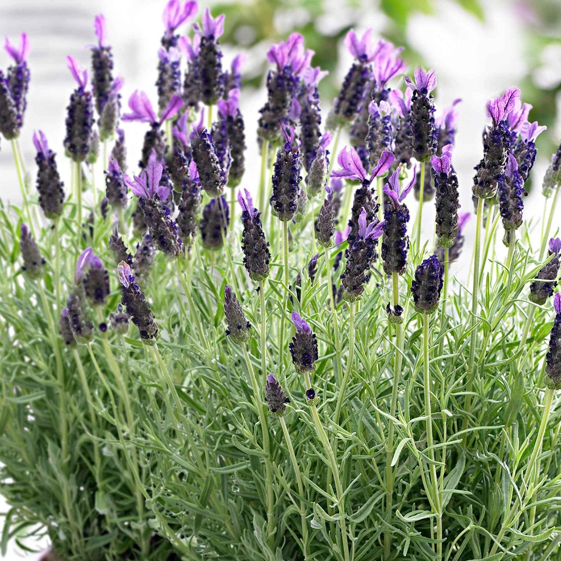 Lavande papillon 'Anouk' - Lavandula stoechas 'anouk' - Bakker