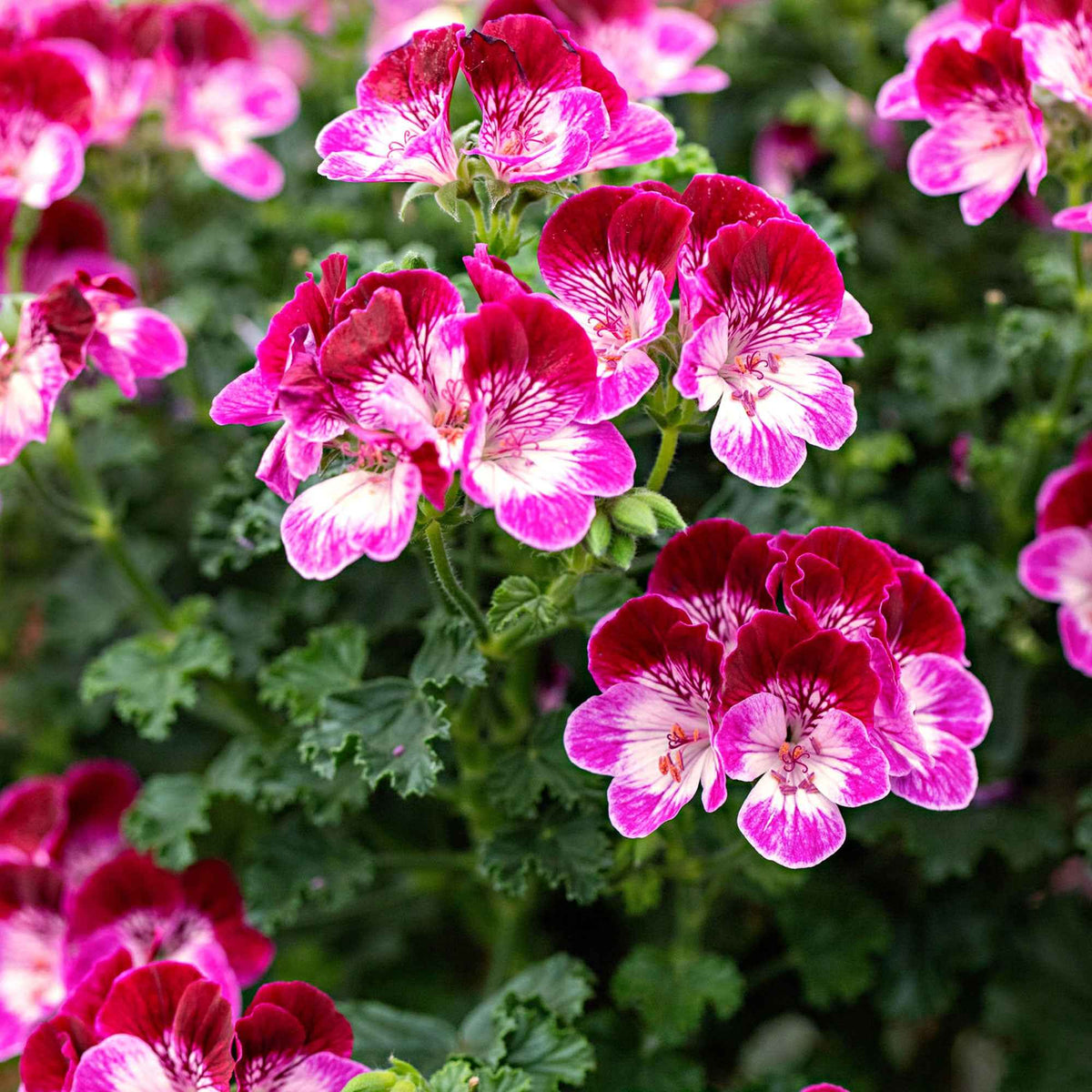 Géranium 'Tip Top Duet' - Bakker