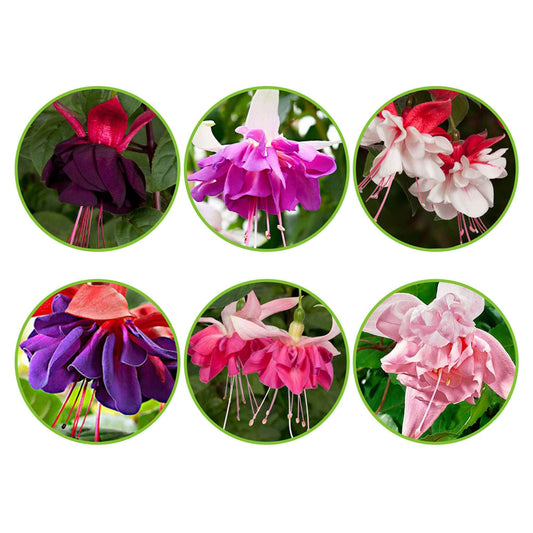 6x Doubles fleurs Fuchsia - Mélange 'All in One' - Caractéristiques des plantes