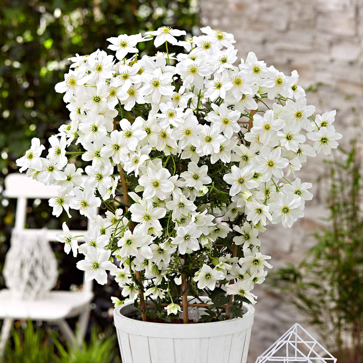 Clématite 'Avalanche' - Clematis 'avalanche' - Bakker
