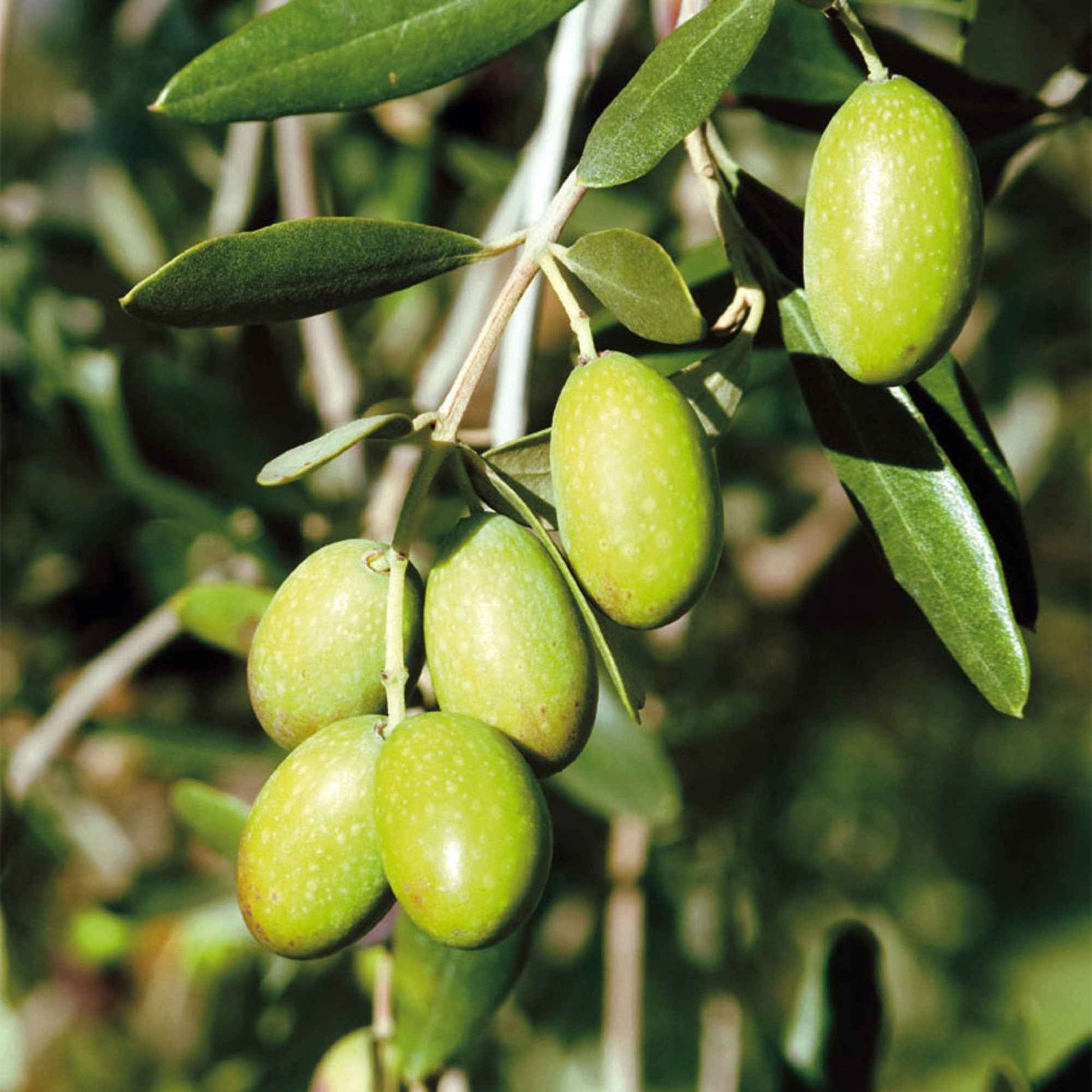 Olea europaea - Olivier sur tige - Oliviers