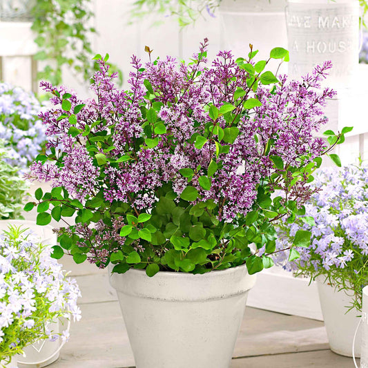 Lilas nain Syringa 'Dark Purple' violet - Arbustes