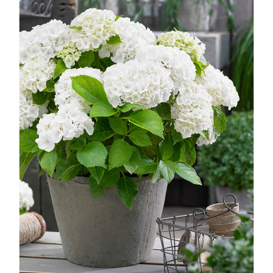Hortensia blanc 'Forever & Ever' - Arbustes