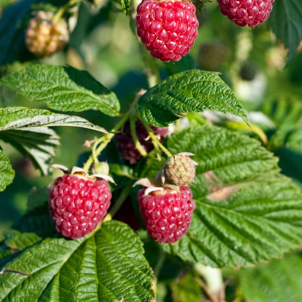 Framboisier nain 'Sweet Sister' - Bakker