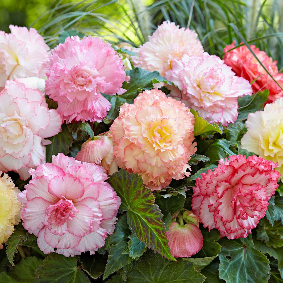 5 Bégonias Samba en mélange - Bakker