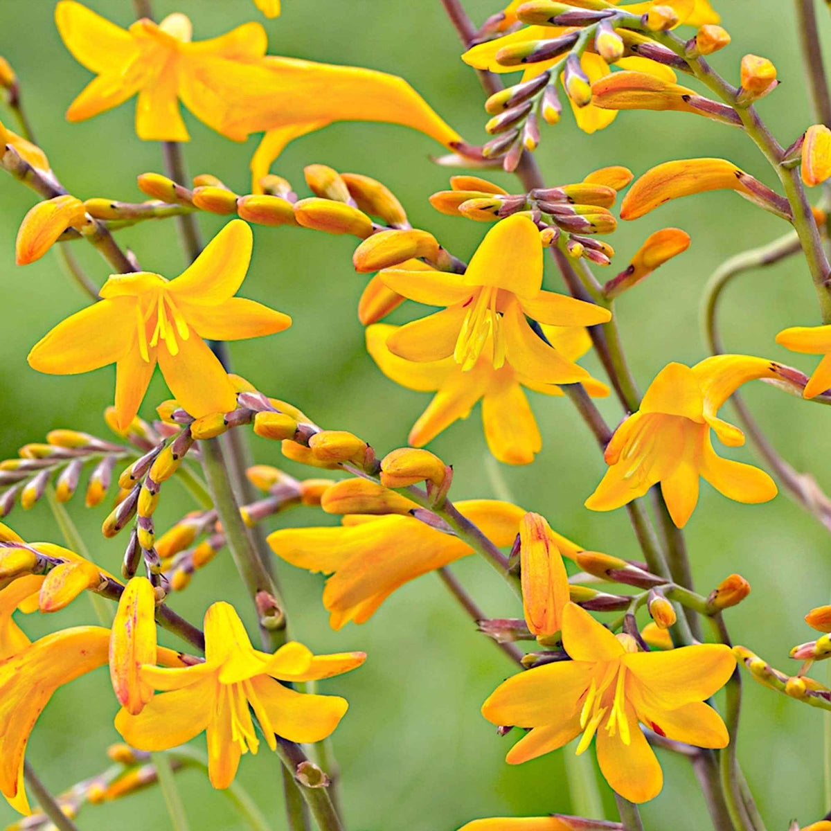 20 Crocosmia Sunglow - Bakker